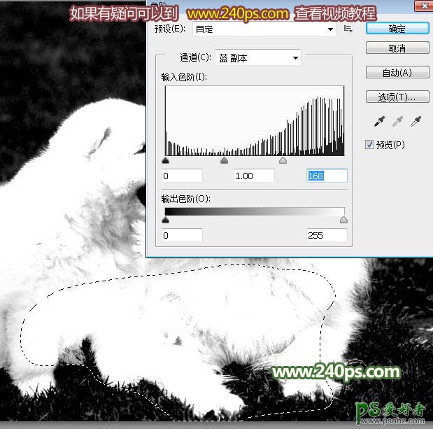 PS通道抠图教程：完美抠出可爱的狗狗图片，多毛的小狗并更换背景