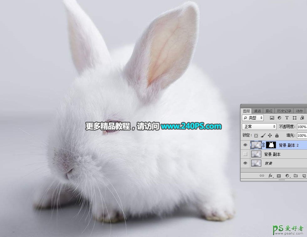 学习用PS调整边缘工具完美抠出毛绒绒可爱的小白兔素材图片