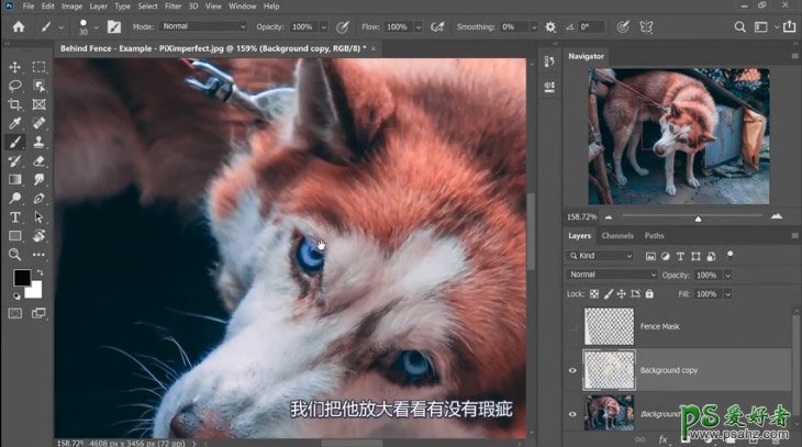 PS抠图大神教你如何快速完美的去除宠物狗图像中的铁丝网纹。