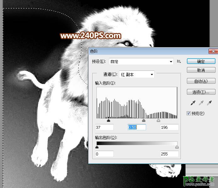 Photoshop通道抠图教程：完美抠出长毛的狮子素材图，跃起的雄狮