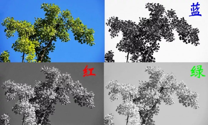 PS快速抠图教程：学习用通道工具快速抠出枝叶杂乱的树枝。