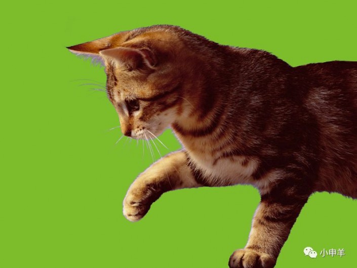 PS动物抠图教程：学习抠正在玩耍的可爱的小猫咪素材图片。