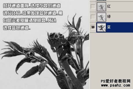 PS通道抠图教程：抠出鲜嫩的绿色植物图片教程