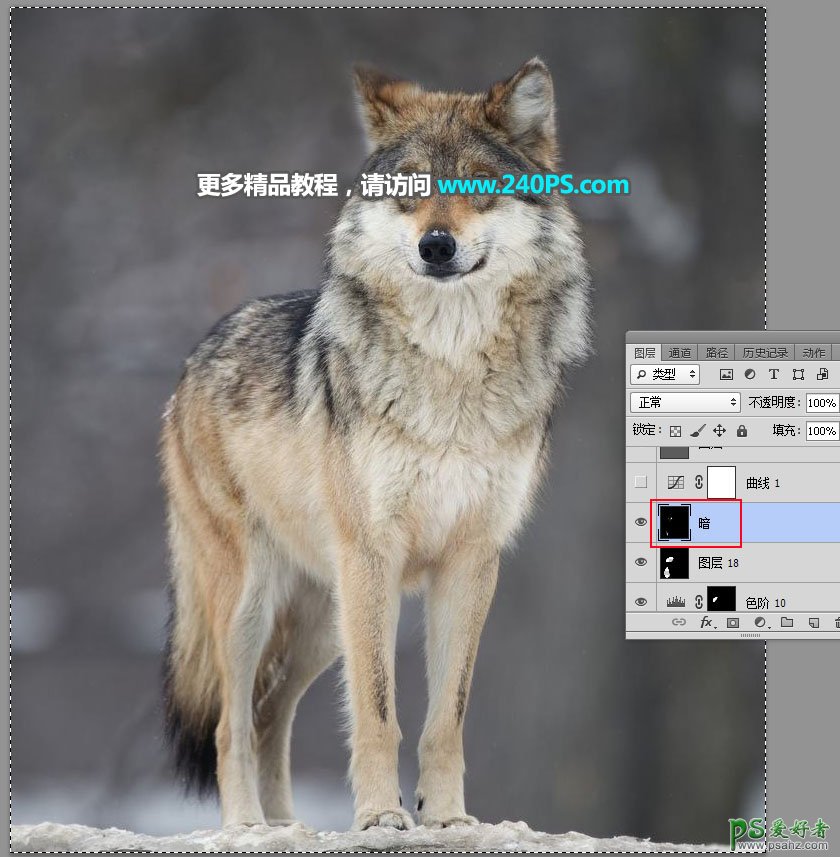 PS通道抠图教程：教新手学习快速完美的抠出草原上的孤狼，灰狼。