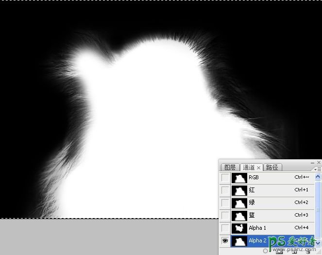 PS抠图教程：利用通道和画笔快速抠出可爱的长毛宠物狗