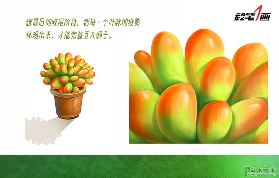 PS鼠绘教程：学习多肉植物的PS绘制技法，熟悉笔法和色彩构成