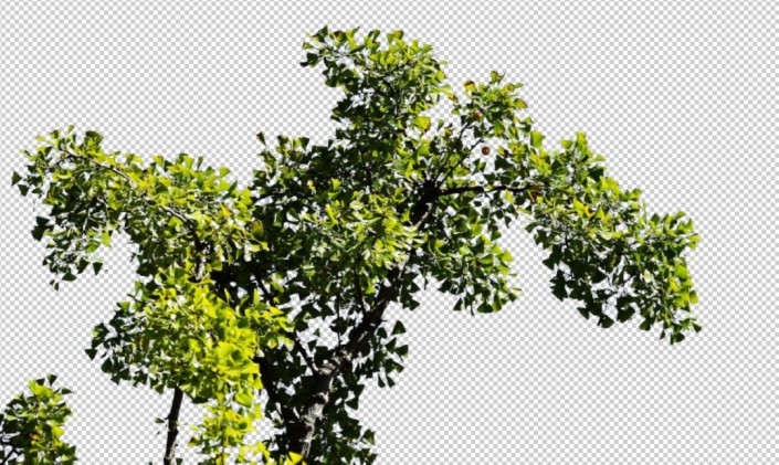 PS快速抠图教程：学习用通道工具快速抠出枝叶杂乱的树枝。