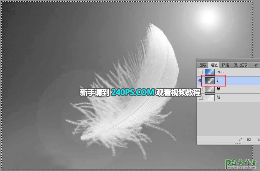 利用photoshop通道工具抠出洁白的羽毛，学习PS怎么抠绒毛图片。