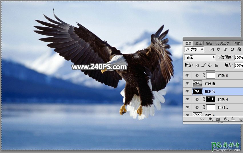 Photoshop抠图教程：教新手学习抠出展翅翱翔的白头海雕素材图
