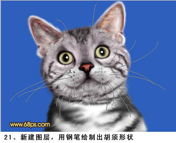 鼠绘神态自若可爱小花猫的PS教程