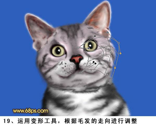 鼠绘神态自若可爱小花猫的PS教程