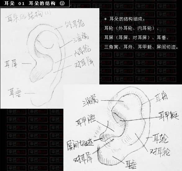 学习鼠绘逼真人物耳朵的PS教程