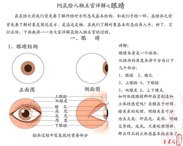 学习鼠绘逼真人物眼睛特写照片