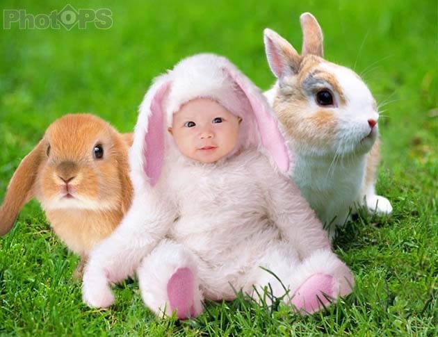 PS照片合成:漂亮兔宝宝头像照片换背景