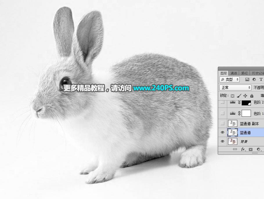 用PS钢笔和通道对兔子照片抠图的教程