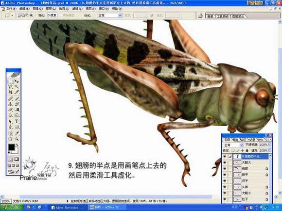 学习鼠绘蝗虫的Photoshop教程