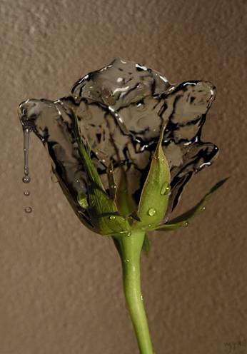 制作创意液态水玫瑰花图案的PS技巧