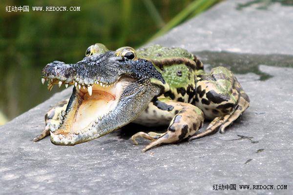 PS合成与鳄鱼一样凶猛的青蛙图片