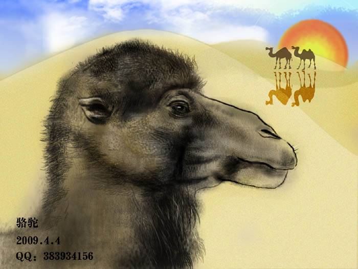 学习PS绘制沙漠骆驼的卡通插画