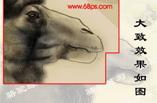 学习PS绘制沙漠骆驼的卡通插画