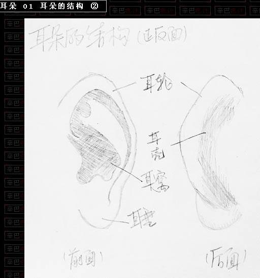 学习鼠绘逼真人物耳朵的PS教程