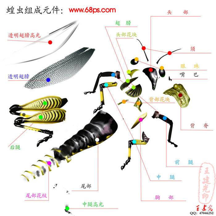 学习鼠绘一只逼真蝗虫的PS教程