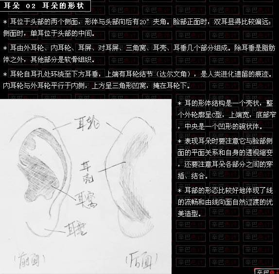 学习鼠绘逼真人物耳朵的PS教程