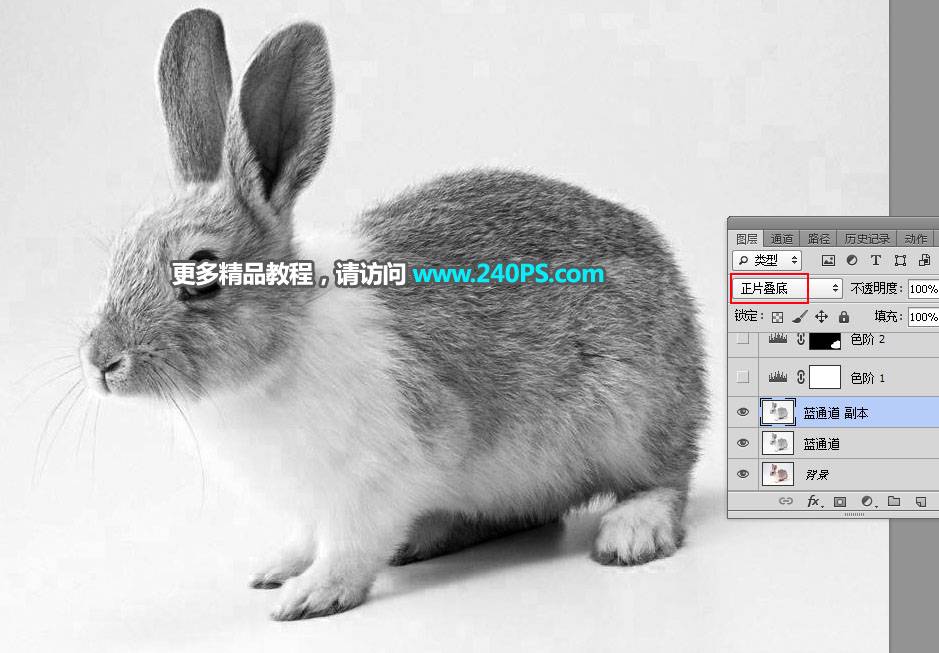 钢笔和通道对兔子照片抠图的PS教程