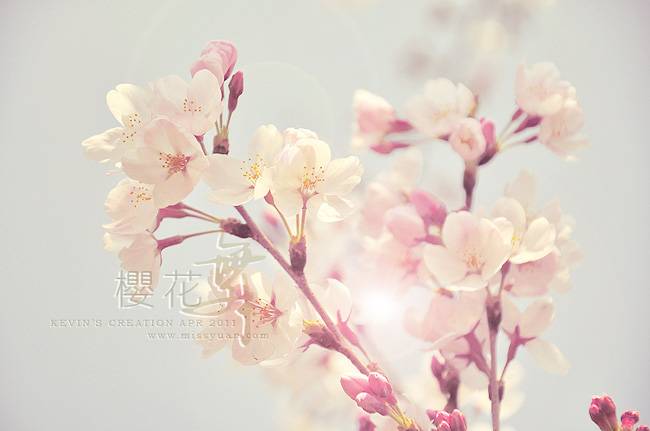 Photoshop软件制作粉色亮丽鲜花签名图片
