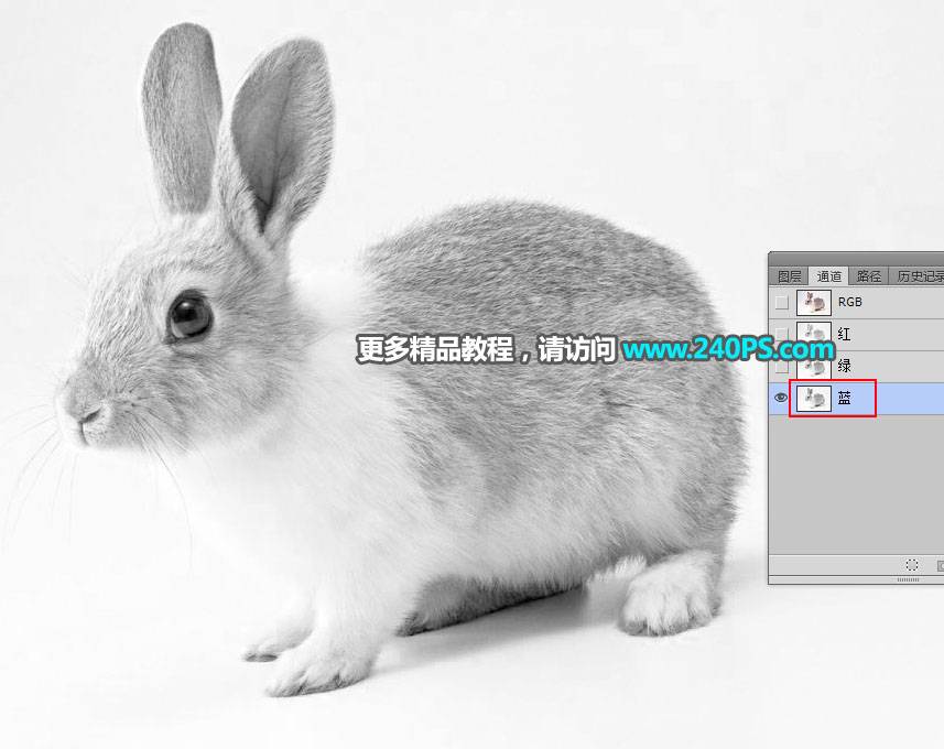 钢笔和通道对兔子照片抠图的PS教程