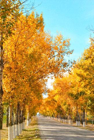 调出金黄色艳丽秋季树林图片的PS技巧