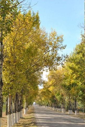 调出金黄色艳丽秋季树林图片的PS技巧